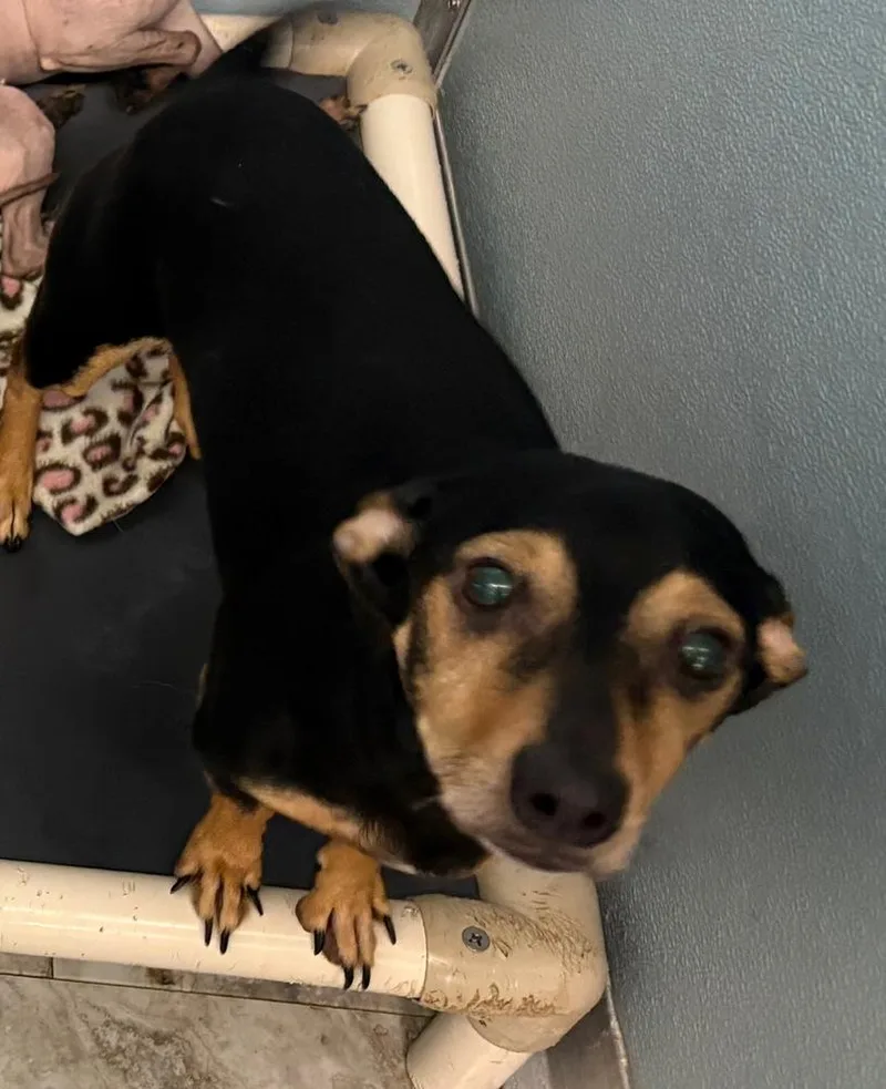 An adult small-sized female Brown / Chocolate Dachshund dog named Lola for adoption in Rochester, IN