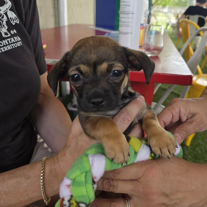 A baby small-sized female Tricolor (Brown, Black, & White) Puggle dog named Rory for adoption in Dallas, TX