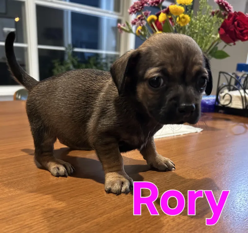 Rory thumbnail 3