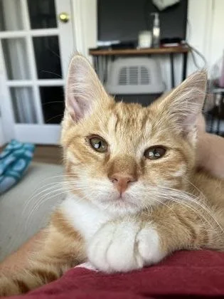 A baby medium-sized male Domestic Short Hair cat named Mbappe for adoption in West Chester, PA
