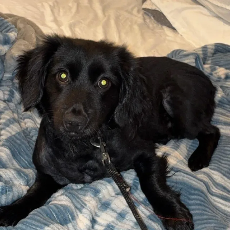 A young small-sized male Black Miniature Dachshund dog named Weasel for adoption in East Saint Louis, IL