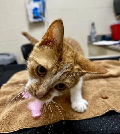 A baby small-sized female Domestic Short Hair cat named Simon for adoption in Westland, MI