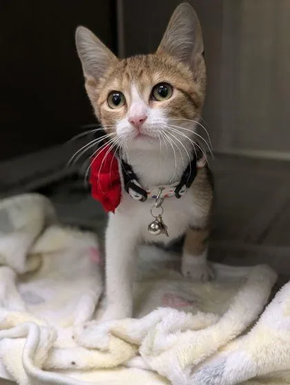 An adult small-sized female Domestic Short Hair cat named Bloom for adoption in Mansfield, TX