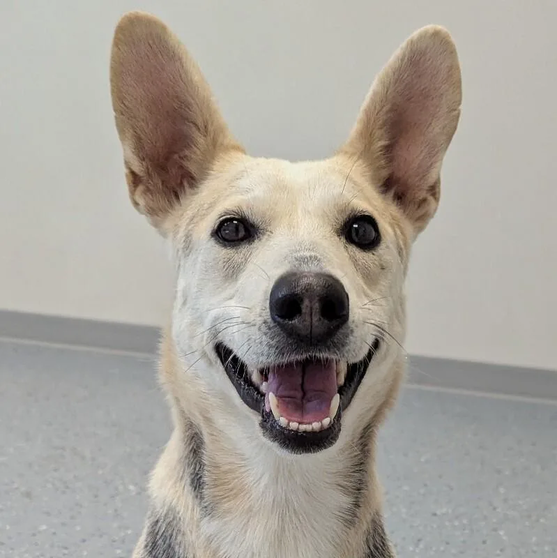 An adult medium-sized female Mixed Breed dog named Lennox for adoption in Yankton, SD