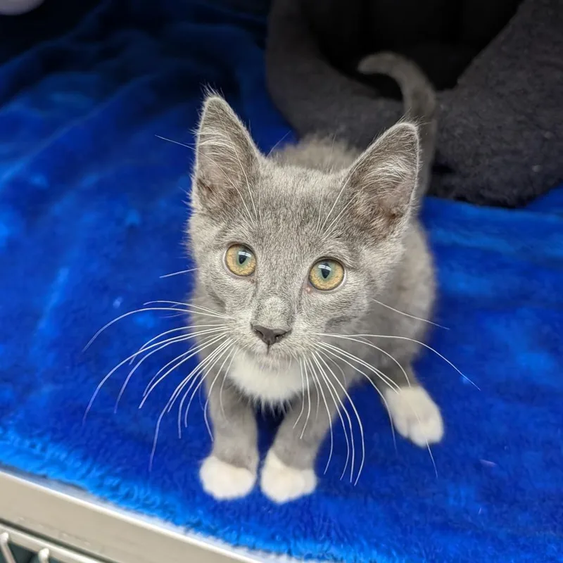 A baby small-sized male Gray / Blue / Silver Domestic Short Hair cat named Leo for adoption in Detroit Lakes, MN