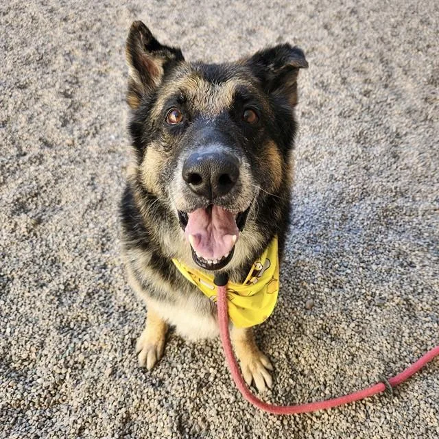 A senior medium-sized male German Shepherd Dog dog named Herbert for adoption in Mesa, AZ