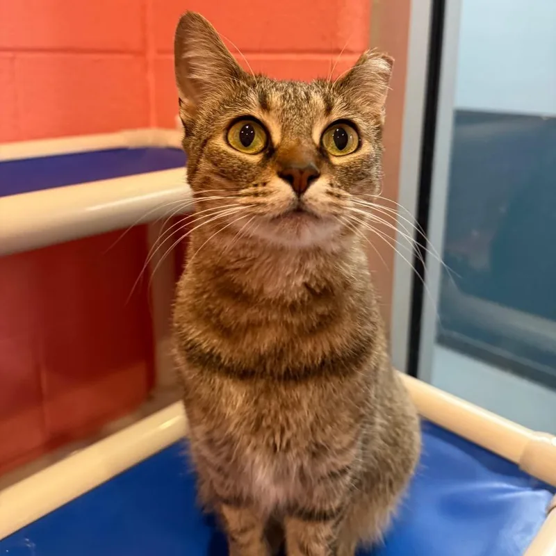 An adult medium-sized female Domestic Short Hair cat named Weeskers for adoption in South Bend, IN