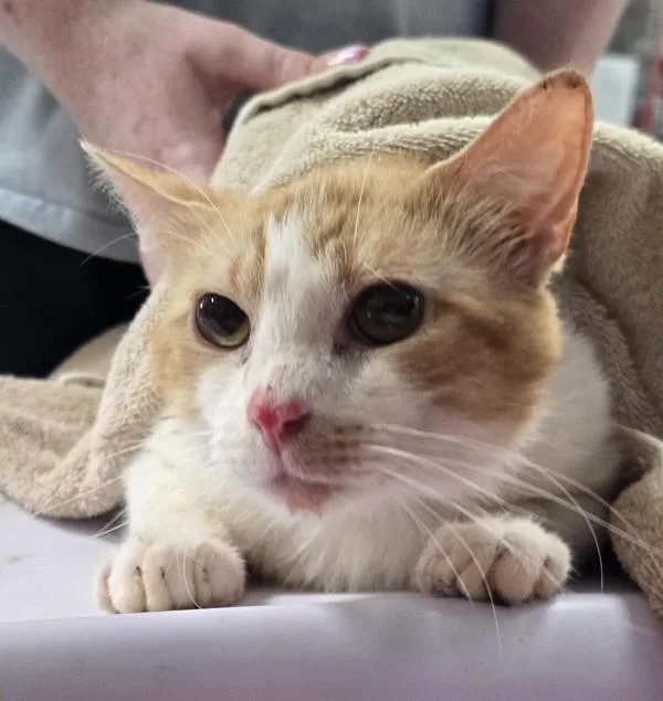 An adult small-sized male Domestic Short Hair cat named Braden for adoption in Vancouver, WA