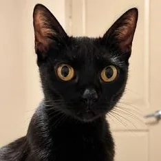 A young medium-sized female Black Bombay cat named Luna for adoption in Liverpool, TX