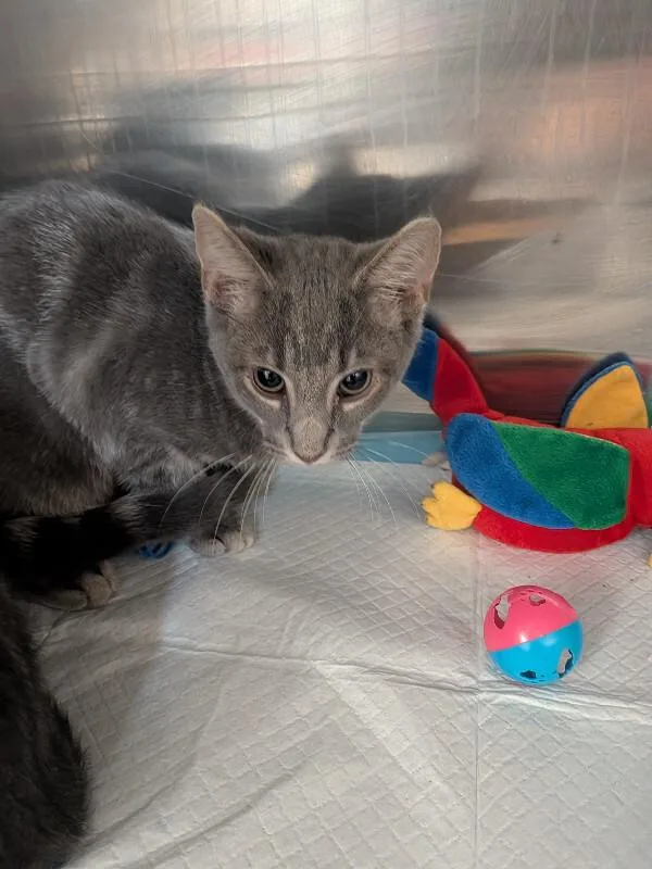 A young medium-sized male Gray / Blue / Silver Domestic Short Hair cat named Coffee Jelly for adoption in Cincinnati, OH