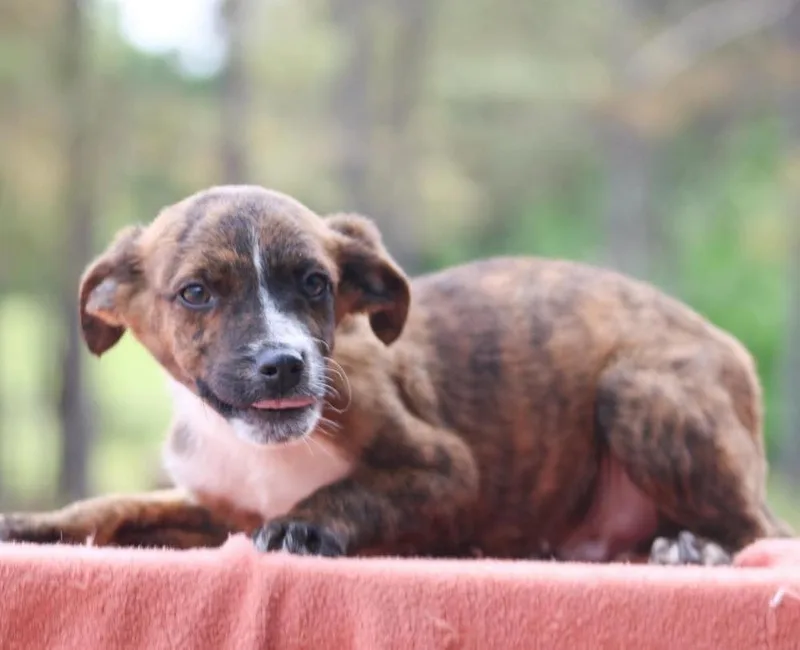 A baby large-sized male Mixed Breed dog named Bugs for adoption in Groveland, MA