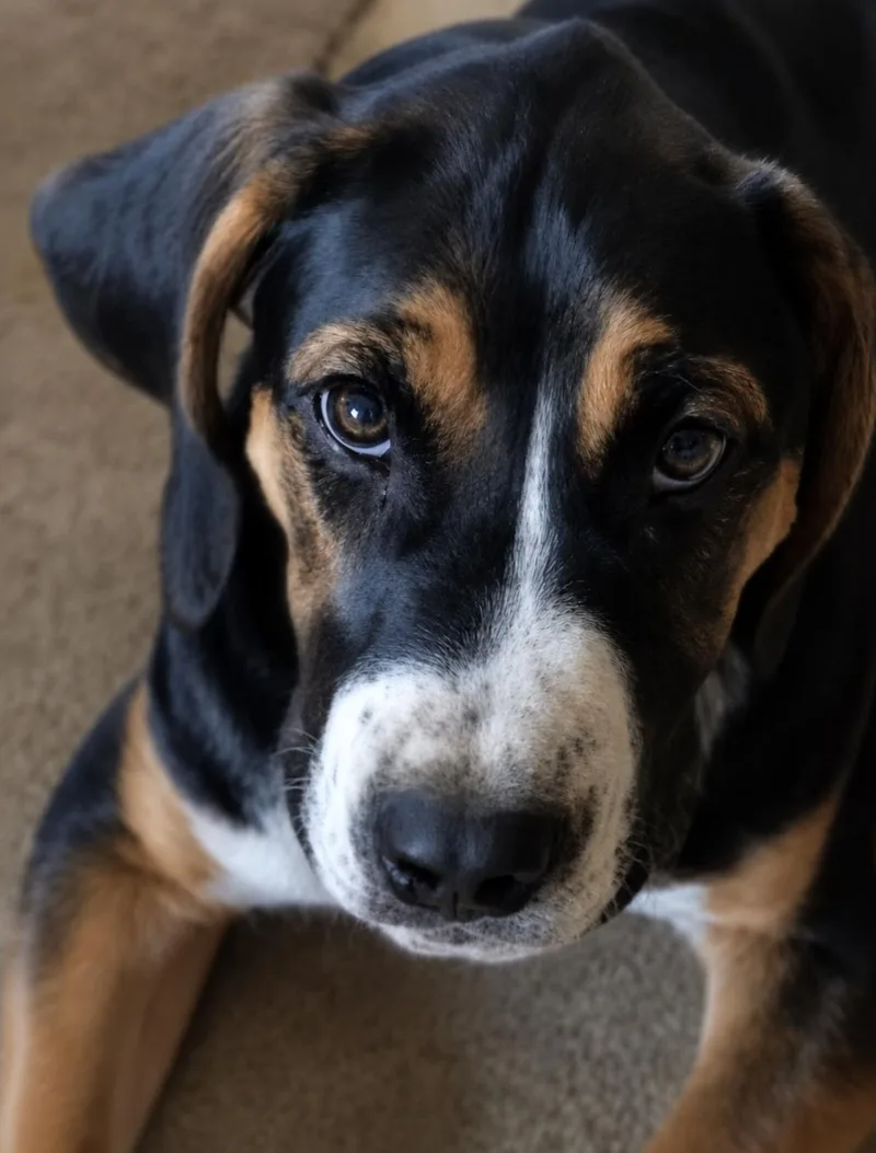 A baby small-sized male Treeing Walker Coonhound dog named Slate for adoption in TULSA, OK