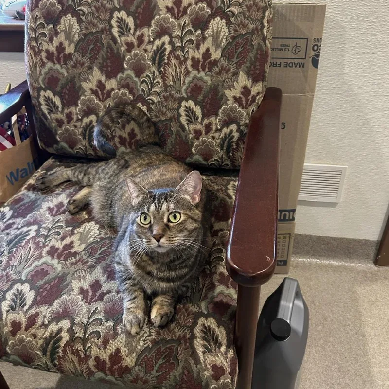 An adult medium-sized female Gray / Blue / Silver Domestic Short Hair cat named Fleetwood for adoption in Manchester, CT