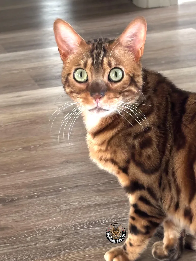 A young medium-sized male Brown / Chocolate Bengal cat named Dominic for adoption in Salt Lake City, UT