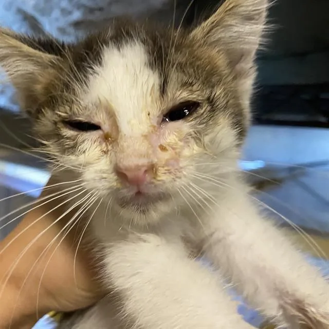 A baby small-sized male Domestic Medium Hair cat named A for adoption in Modesto, CA