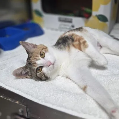 A baby small-sized female Domestic Short Hair cat named Neopolitina for adoption in Westland, MI