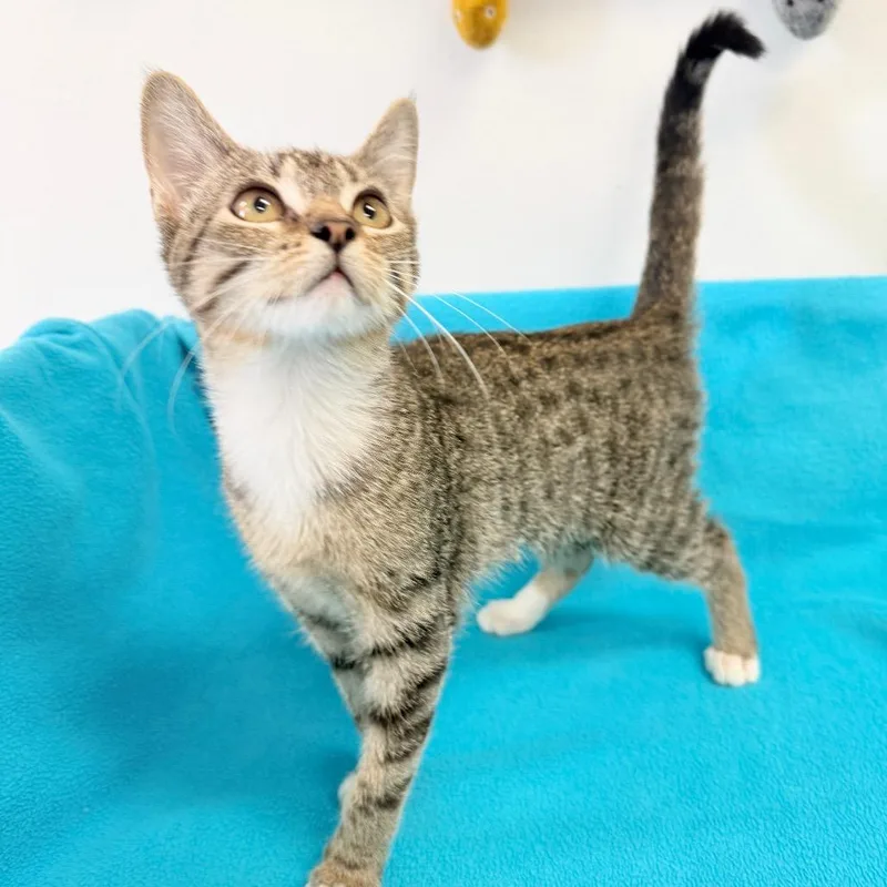 A baby small-sized female Brown / Chocolate Domestic Short Hair cat named Brownie for adoption in Houston, TX