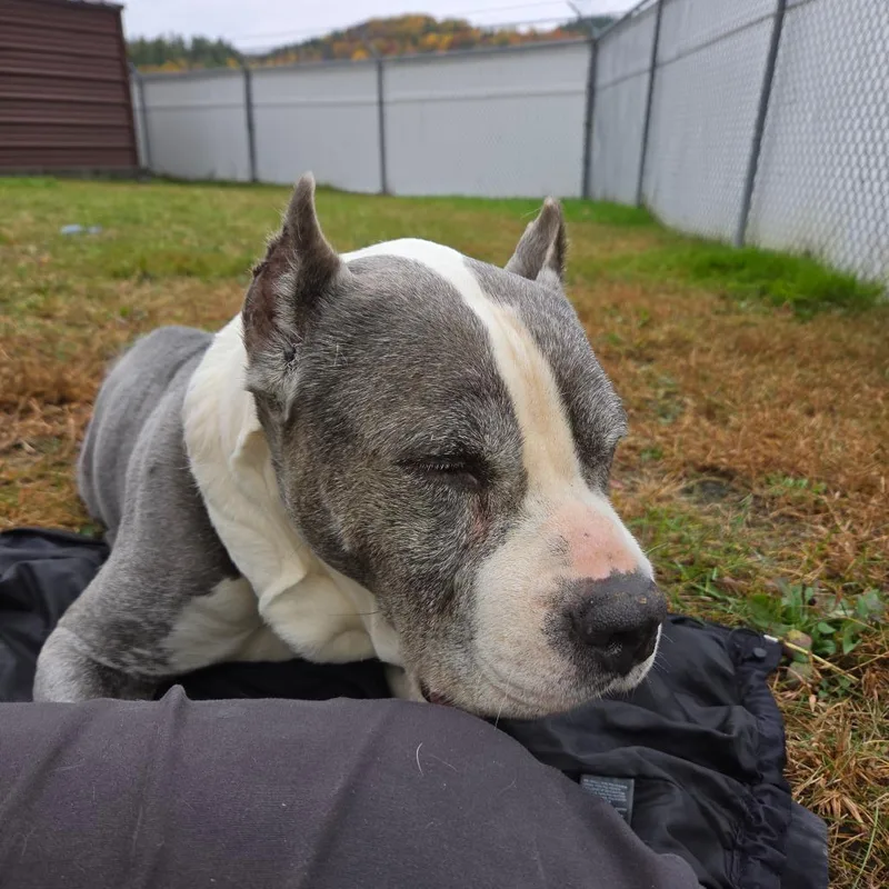 A senior large-sized male Gray / Blue / Silver Mixed Breed dog named Jj for adoption in Enfield, NH