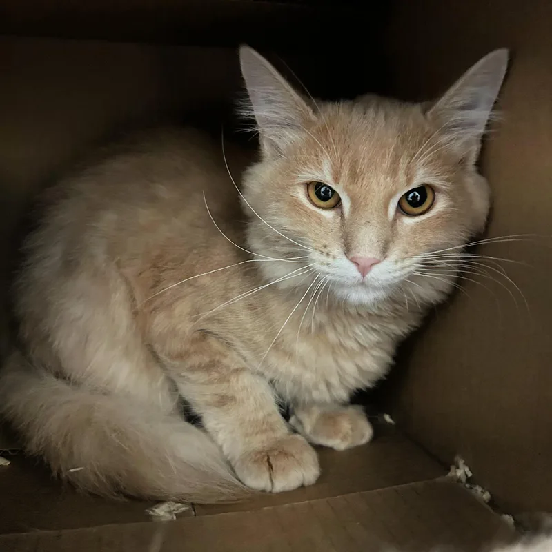 A baby medium-sized male Tabby (Buff / Tan / Fawn) Domestic Medium Hair cat named Bandit for adoption in Lindon, UT