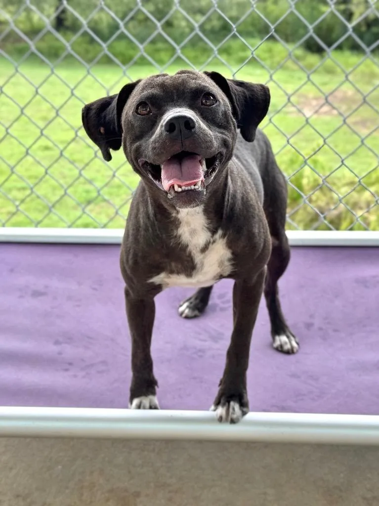 A baby medium-sized female Pit Bull Terrier dog named Baby for adoption in Canyon Lake, TX