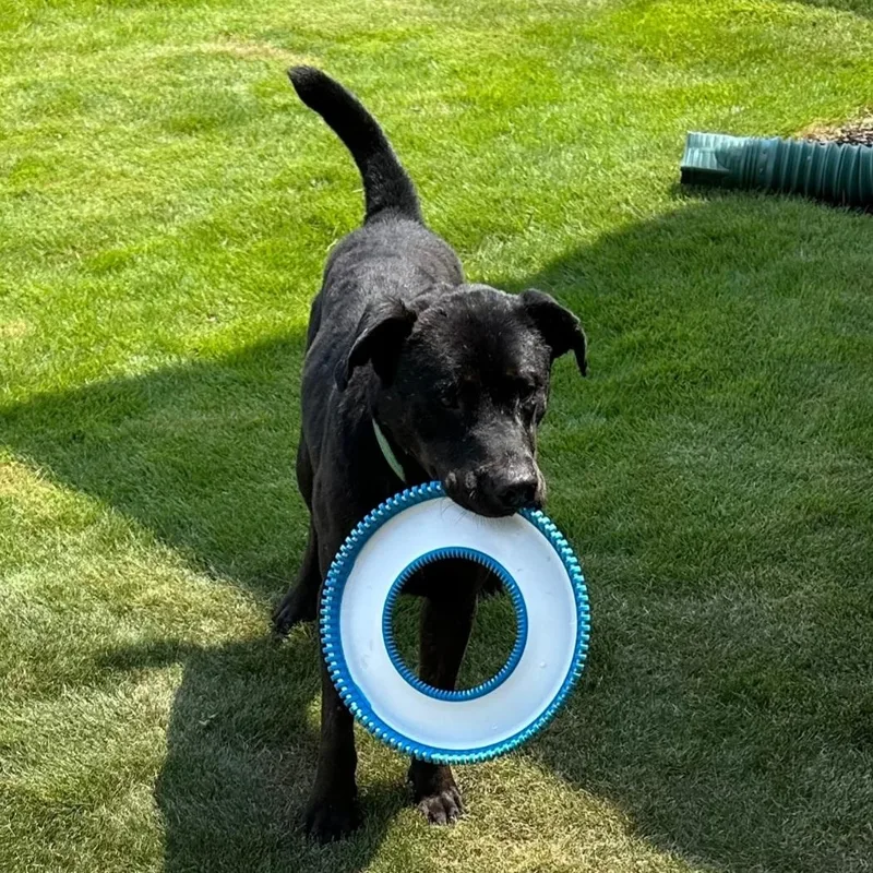 Midnight  Gentle Dog thumbnail 2