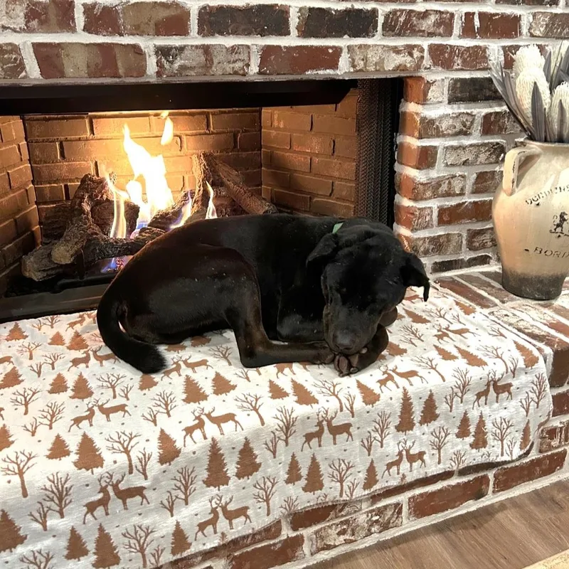 Midnight  Gentle Dog thumbnail 3