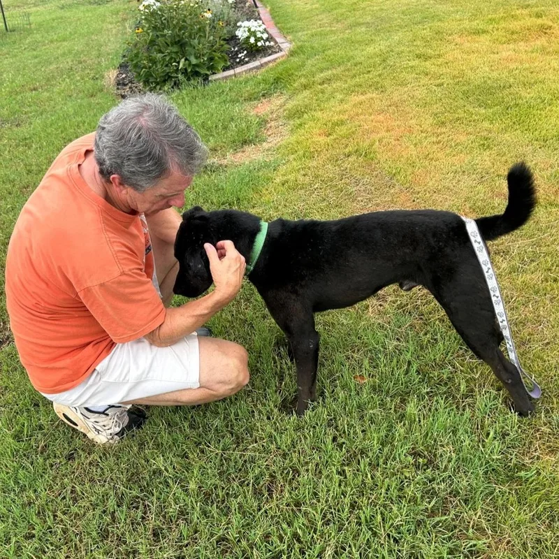 Midnight  Gentle Dog thumbnail 4