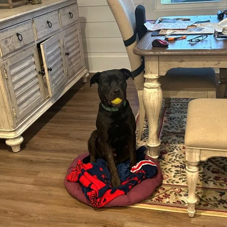 Midnight  Gentle Dog thumbnail 5