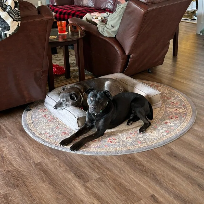 Midnight  Gentle Dog thumbnail 6