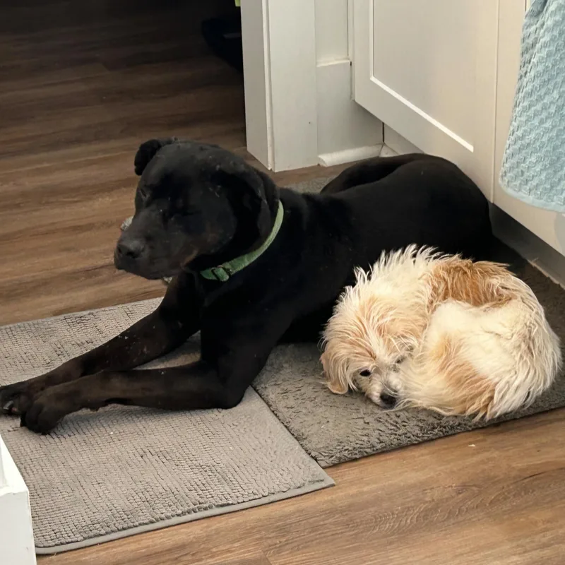 Midnight  Gentle Dog