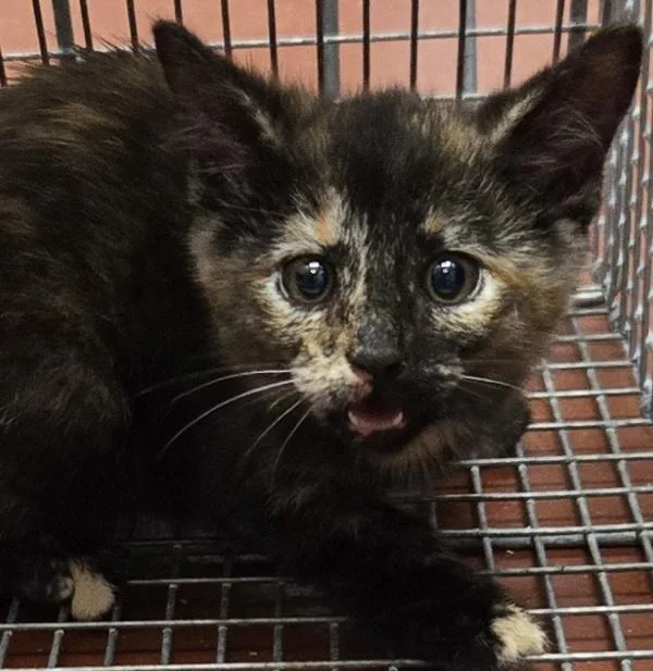 A baby small-sized female Domestic Short Hair cat named Melon for adoption in Salisbury, MD