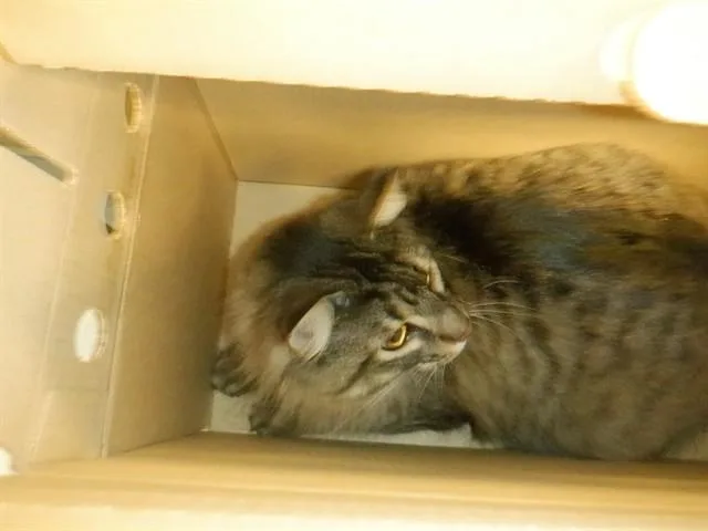 A young medium-sized female Domestic Short Hair cat named Zora for adoption in San Jose, CA