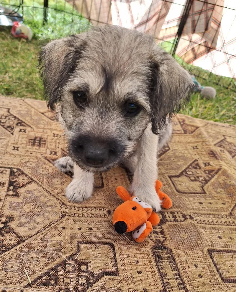 A baby small-sized female Terrier dog named Lola for adoption in Corona, CA