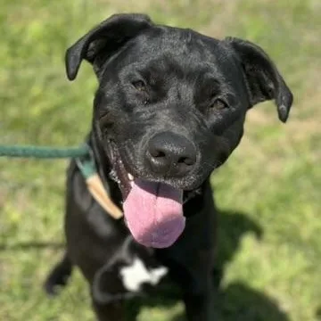 A young medium-sized female Black Mixed Breed dog named Ebony for adoption in Franklin, KY