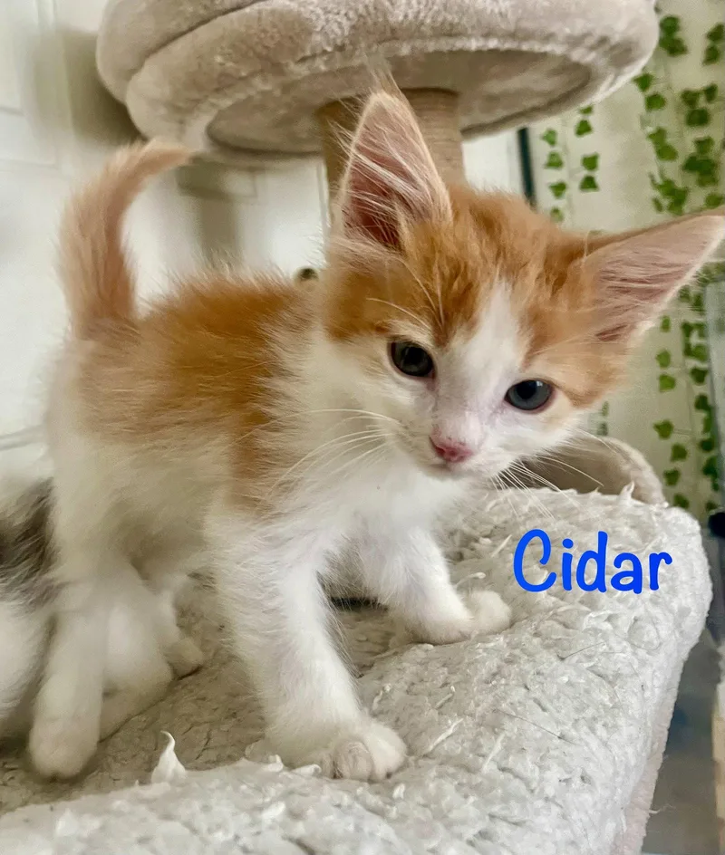 A baby medium-sized male Orange & White Domestic Short Hair cat named Cidar for adoption in Reston, VA