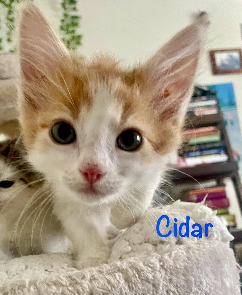 Cidar thumbnail 2