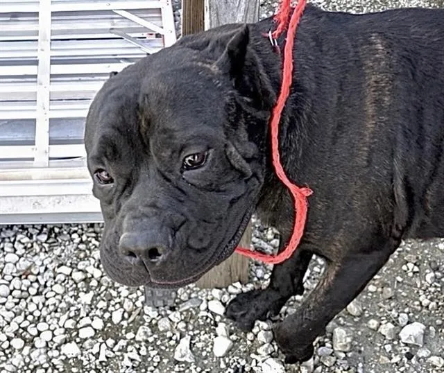 A young large-sized male Cane Corso dog named Phoenix for adoption in Houston, TX