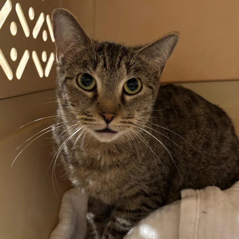 An adult medium-sized female Domestic Short Hair cat named Cricket for adoption in Cumming, GA