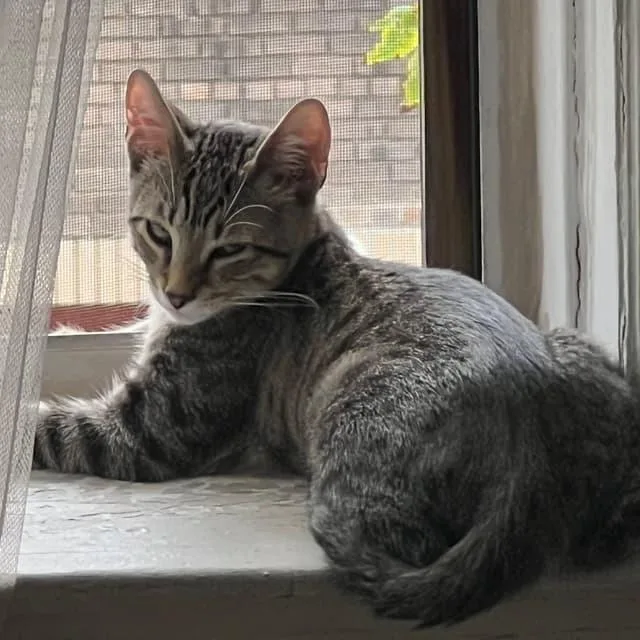 Jordan Davis thumbnail 4