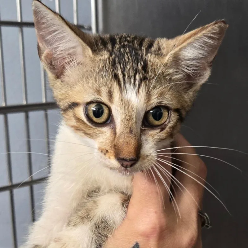 A young small-sized female Brown / Chocolate Domestic Medium Hair cat named BRAZStray for adoption in Lake Jackson, TX