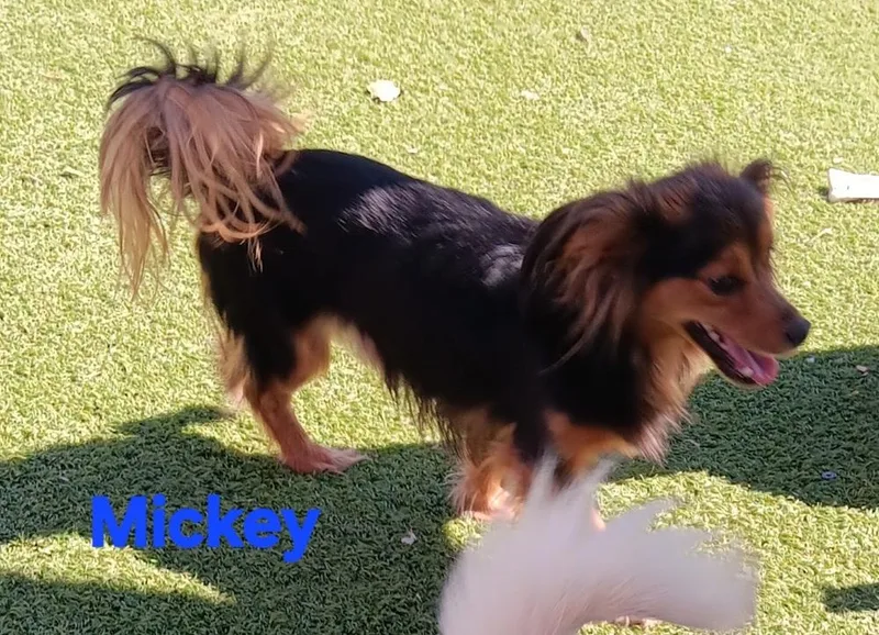 An adult small-sized male Yorkshire Terrier dog named Allie Mickey for adoption in Fort Lupton, CO