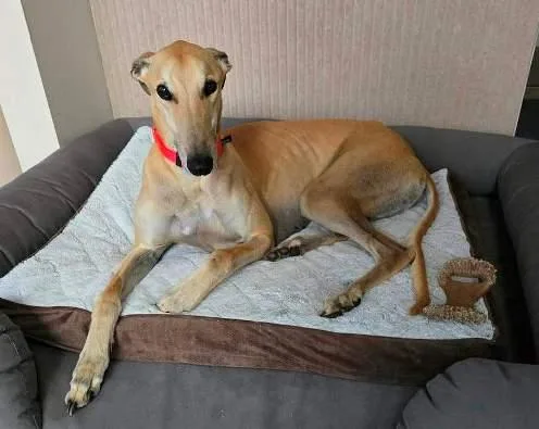 A young large-sized male Yellow / Tan / Blond / Fawn Greyhound dog named Norman for adoption in Berkley, MI