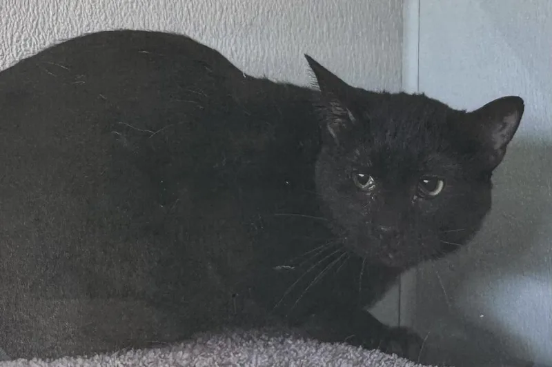 An adult medium-sized male Black Domestic Short Hair cat named Hammerhead for adoption in Fort Madison, IA