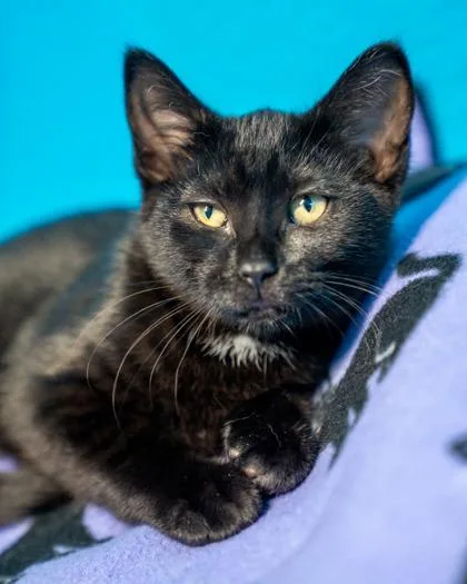 A baby small-sized female Domestic Short Hair cat named Lentil for adoption in Pequot Lakes, MN