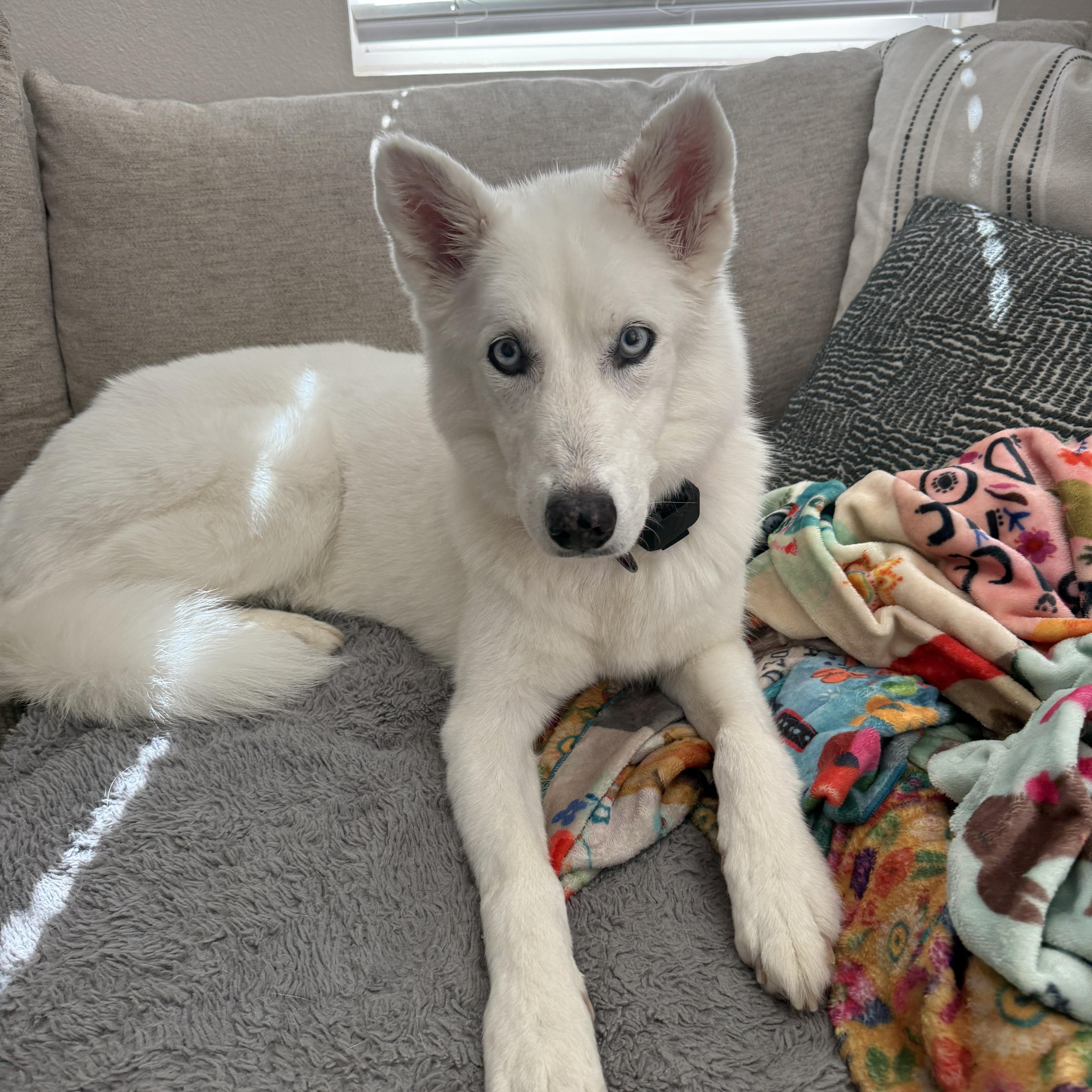 An adult medium-sized female White / Cream Siberian Husky dog named Leia for adoption in Corona, CA