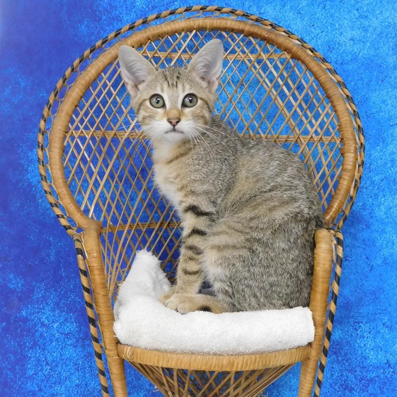 A baby small-sized male Brown / Chocolate Domestic Short Hair cat named Bruce for adoption in Canton, IL