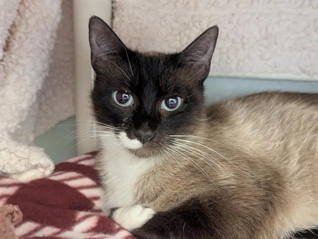 Duchess