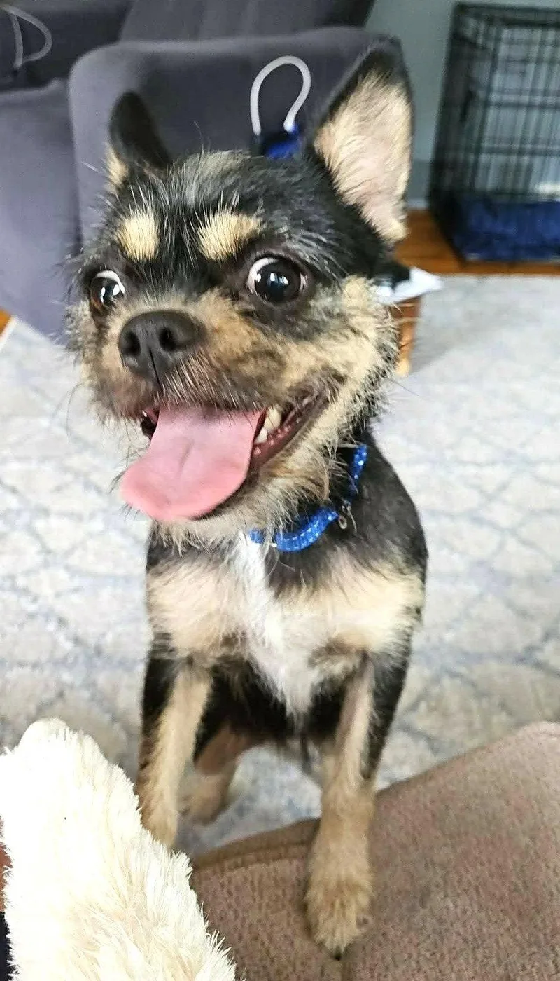 A young small-sized female Brussels Griffon dog named Chanel Moore for adoption in Saunderstown, RI