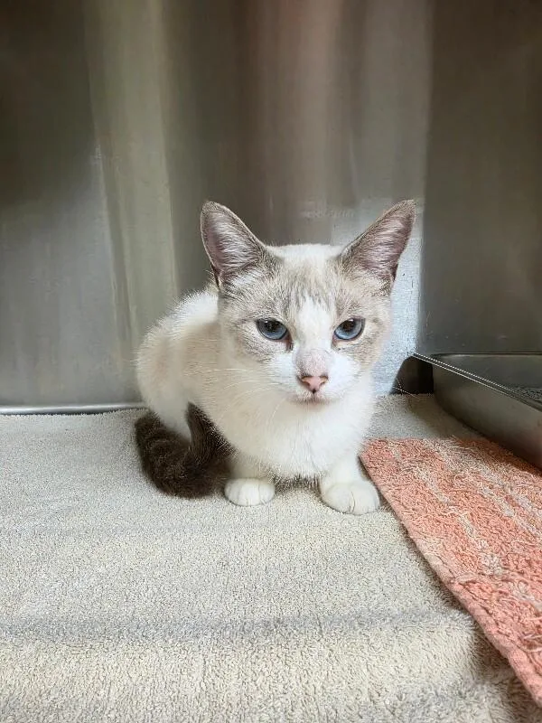 An adult medium-sized female Siamese cat named Jasmine for adoption in Bluffton, IN