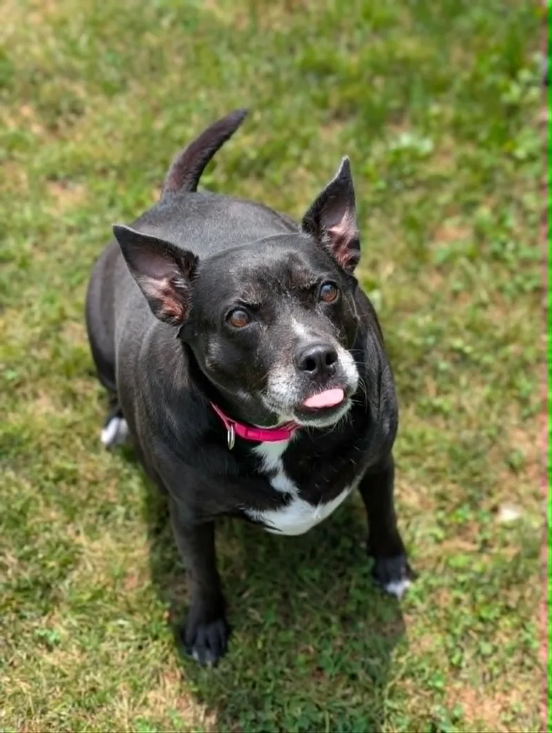 A senior large-sized female Black Mixed Breed dog named Katie for adoption in Chambersburg, PA